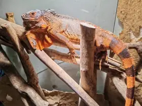 Leguán - červené zbarvení (Iguana Iguana red)