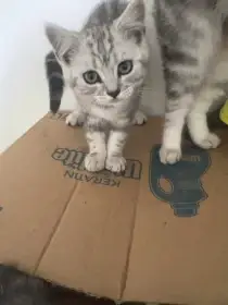 Britska Whiskas