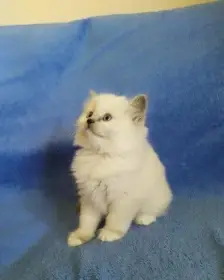 Koťátko typ ragdoll - holčička