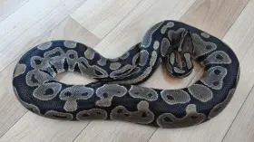 Prodám samičku Python Regius het orange ghost 09/18