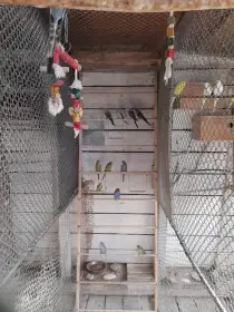 Letošní mláďata