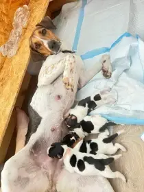 Štěňátka - pejsci za 6 týdnů k odběru