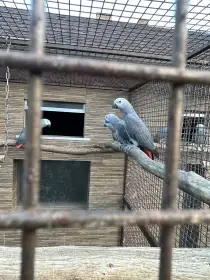 Žako kongo roční samečci.