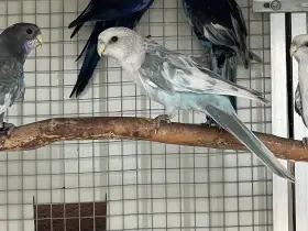 Rosela pestrá mutace