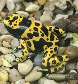 Dendrobates leusomelas