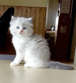 Ragdoll kočička s PP