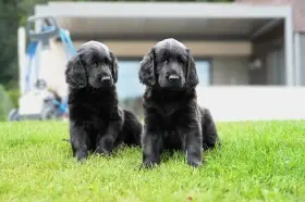 Flat Coated Retriever - štěňata