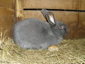 Moravský modrý prodám........