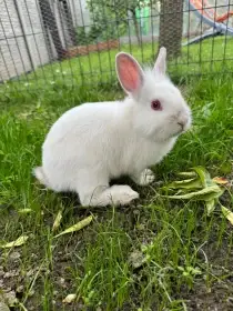 Daruji zakrslé králíčky bílé barvy
