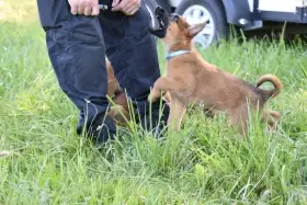 Belgický ovčák Malinois