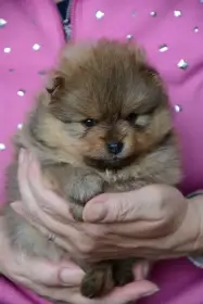 Německý špic malý orange-sable