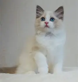 Úžasná ragdoll koťátka s pp