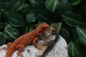 Agama vousatá - Coral mláďata