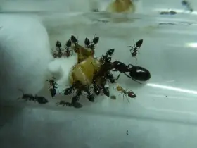 Crematogaster scutellaris mravenec akrobat