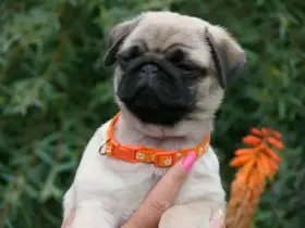 Mops - Štěňátka