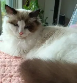 Kocourek ragdoll s PP