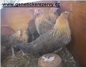 Česká zlatá kropenka - kuřice - Náměšť n. Oslavou