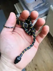 Boiga dendrophila