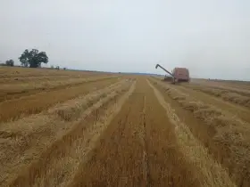 Pšenice,  ječmen, oves