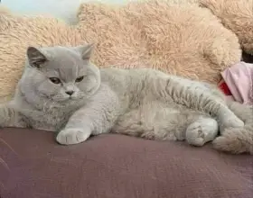 Britská koťátka