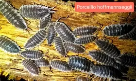 Isopody Porcellio hoffmannseggii, Armadillidium gestroi