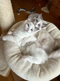 Koťata Ragdoll s PP