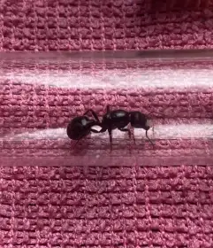 Messor barbarus