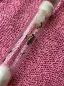 Camponotus vagus