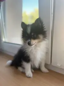 Sheltie Kolie x trpasličí špic