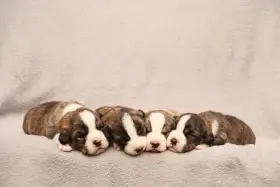 Welsh Corgi cardigan s pp štěňata k rezervaci