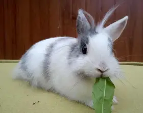 Zakrslý teddy genový