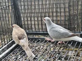 Agapornis růžohrdlý, Holoubek diamantový