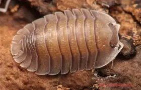 Troglodillo sp soil