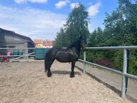 Fríská klisna