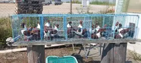 Prodam vyletky  moravskeho pstrosa cerveneho krouzkovane po 100 Kc/ks