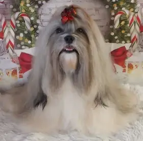 Lhasa apso štěňata s PP (FCI) 2025-26