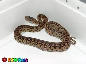 Samičku Epicrates cenchria alvarezi - Argentine Rainbow Boa