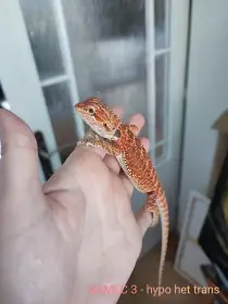 Mladě agama vousatá hypo het trans red