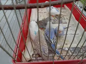Letošní andulky a bourci