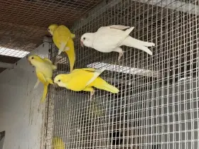 Mníšek šedý 0,2 Albino