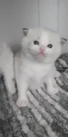 Ragdoll s pp