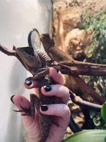 Acanthosaura capra - trnoještěr kozí