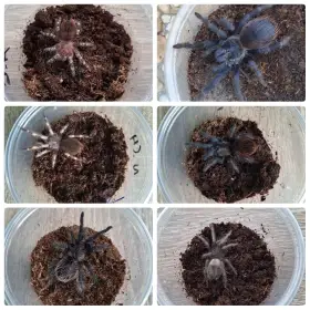 Sklípkani: Acanthoscurria, Brachypelmy, Lasiodora, Nhandu - zasílám