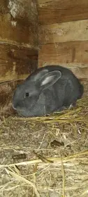 Německý stříbřitý králík