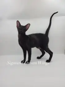 Kocour Sigmund Dream Wings