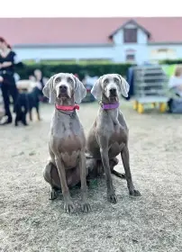 dcera Daisy z vrhu D a dcera Violett z vrh F