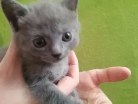Prodám 2 kartouzská koťátka - kočičky