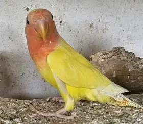 Agapornis růžohrdlý, Holoubek diamantový