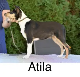 Štěňátka krátkosrsté kolie