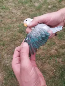Agapornis fischeri